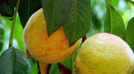 peaches
