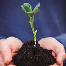 horticulture
