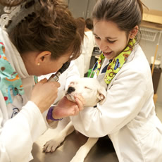 vet tech