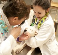 vet tech