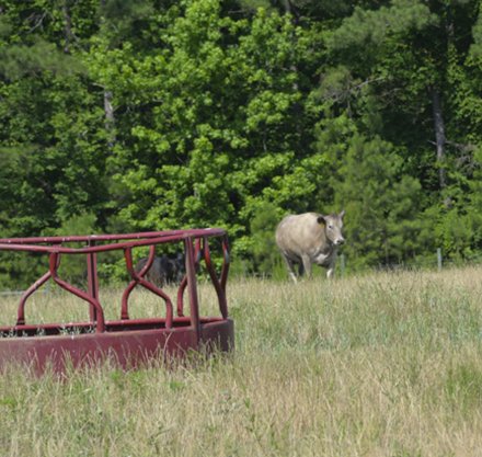 Piedmont Tech Saluda Campus Offers Hands-On Ag Education