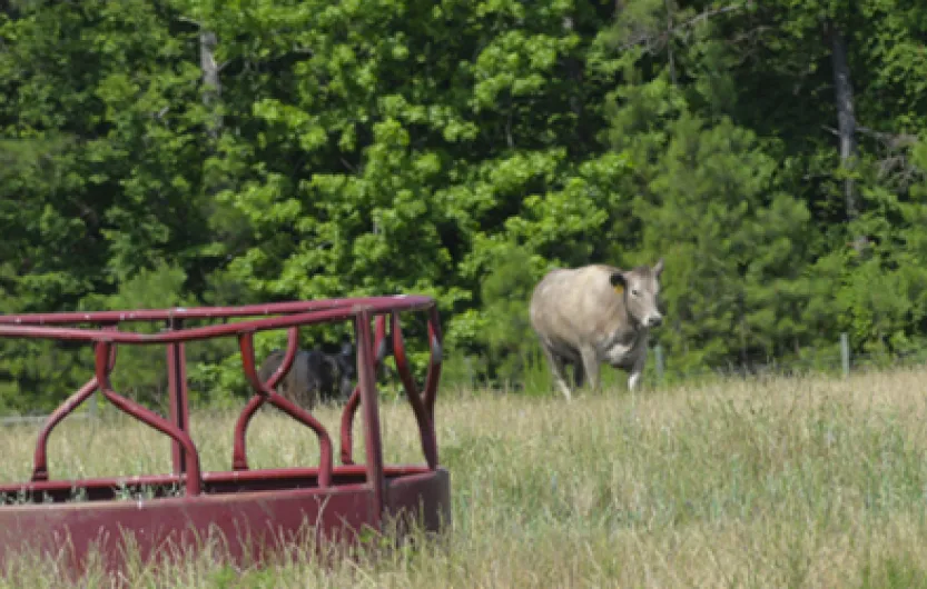 Piedmont Tech Saluda Campus Offers Hands-On Ag Education