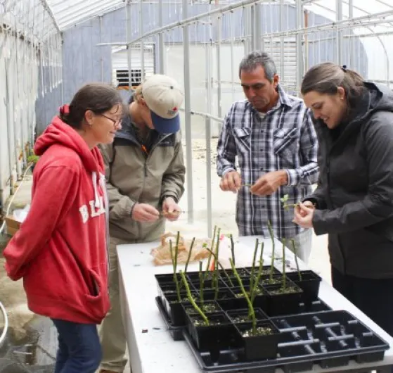 Piedmont Technical College Rose Trial