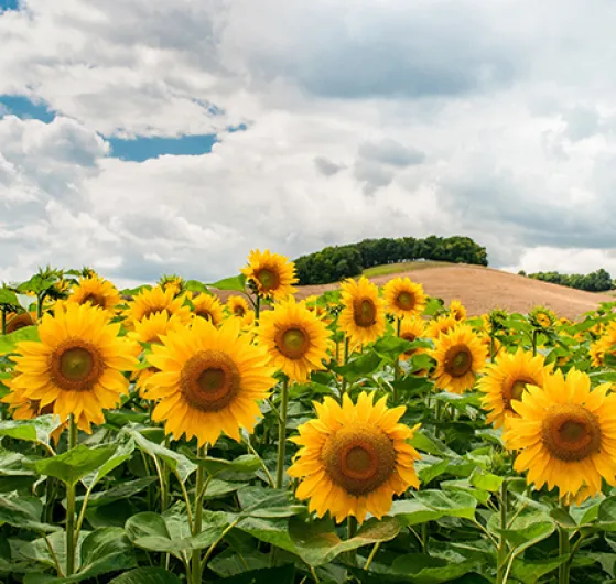 Sunflowers in field